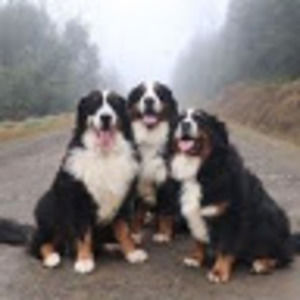 Meet your Posher, Bella